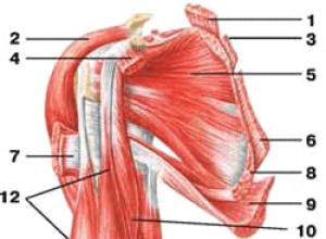 Мышцы, двигающие плечевой пояс Мышцы плечевого пояса строение и функции